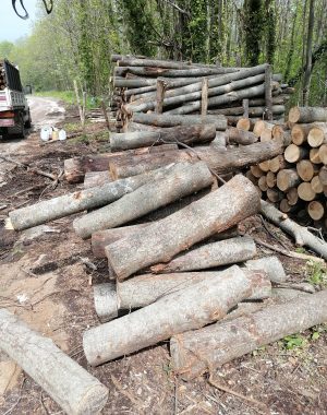 cantieri forestali