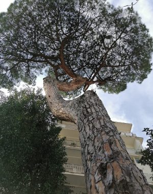 pericolosità-crollo-alberi