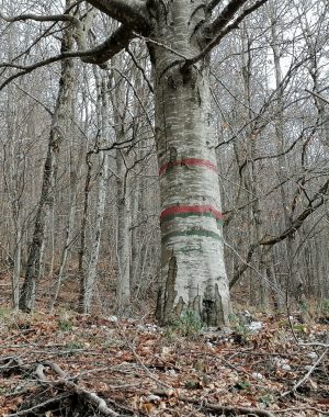 progetti-taglio