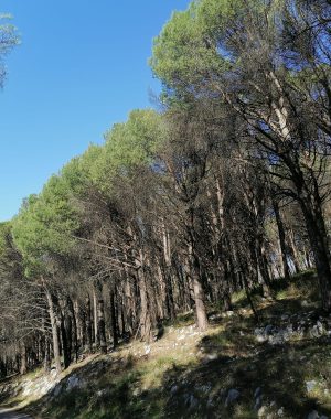sopralluogo-attività-forestali